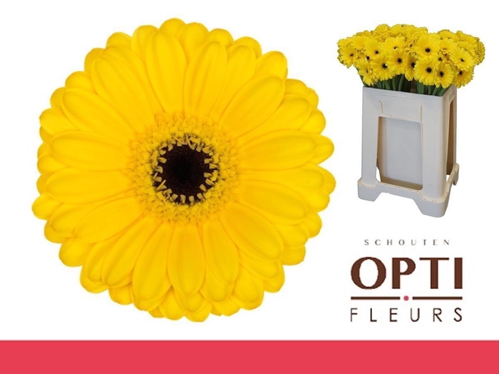 <h4>Germini Pacman Water</h4>