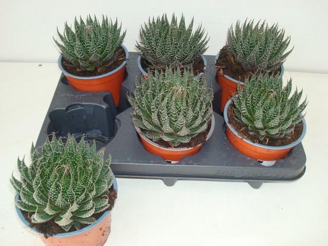 <h4>ALOE ARISTATA</h4>