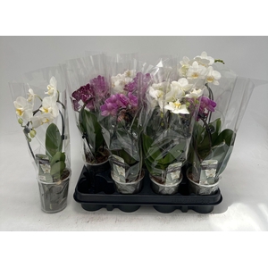 PHAL GEM