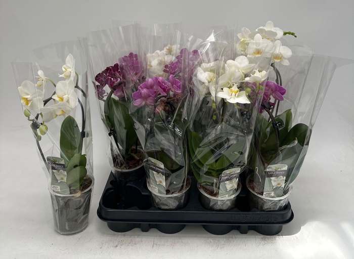 <h4>PHAL GEM</h4>
