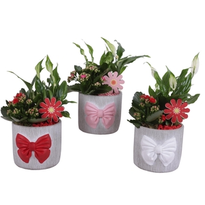 Womensday Arr. Indoor Ceramic Pot with Bow 3 Color Mix Ø15cm 2PP