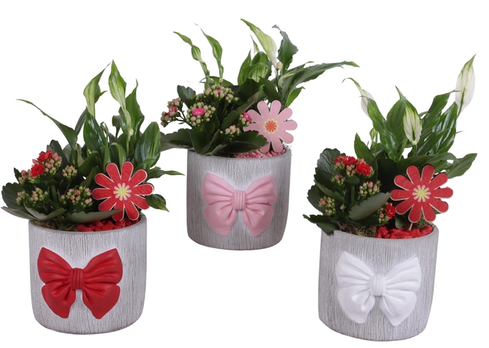<h4>Womensday Arr. Indoor Ceramic Pot with Bow 3 Color Mix Ø15cm 2PP</h4>