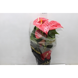 ANTHURIUM MICHIGAN P17 PREMIUM