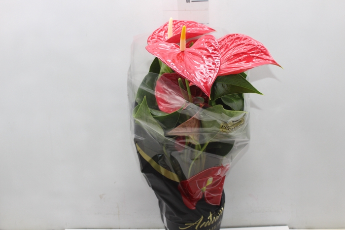 <h4>ANTHURIUM MICHIGAN P17 PREMIUM</h4>