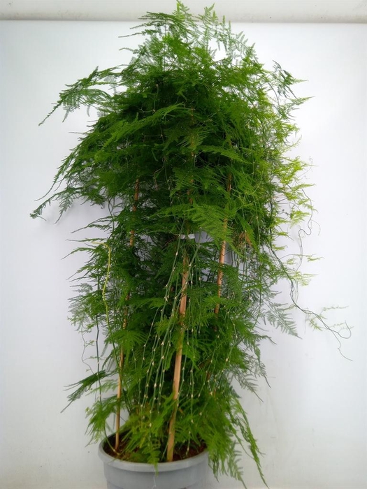 <h4>Asparagus setaceus</h4>