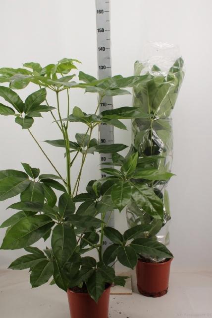 <h4>SCHEF EMERALD GREEN</h4>