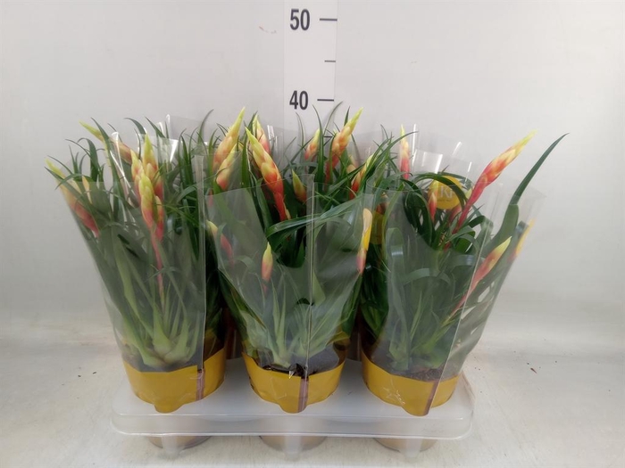 <h4>Vriesea  'Shannon'</h4>