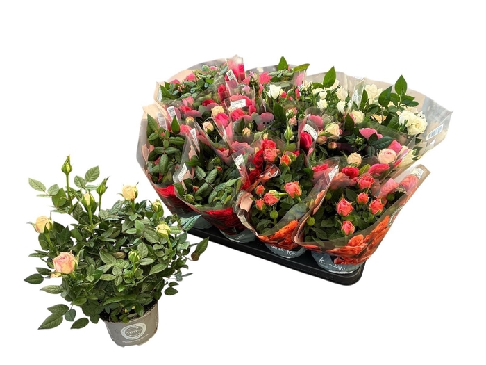 arr8 Ro Kordana Gem 5 Srt