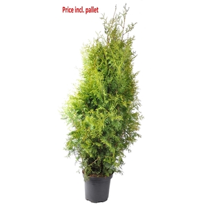 Thuja occ. Brabant, plantmaat 140-160 cm - Rondgestoken - PALLET