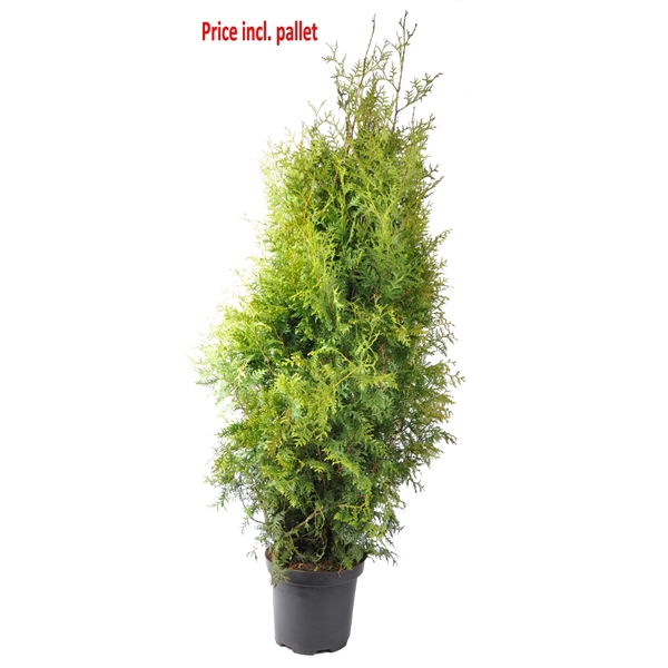 <h4>Thuja occ. Brabant, plantmaat 140-160 cm - Rondgestoken - PALLET</h4>