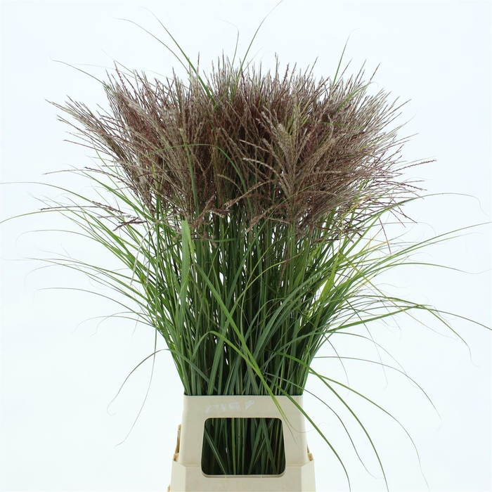 <h4>Misc Si Fern Osten R</h4>