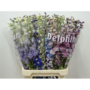Delph El Du Mixed P Bunch