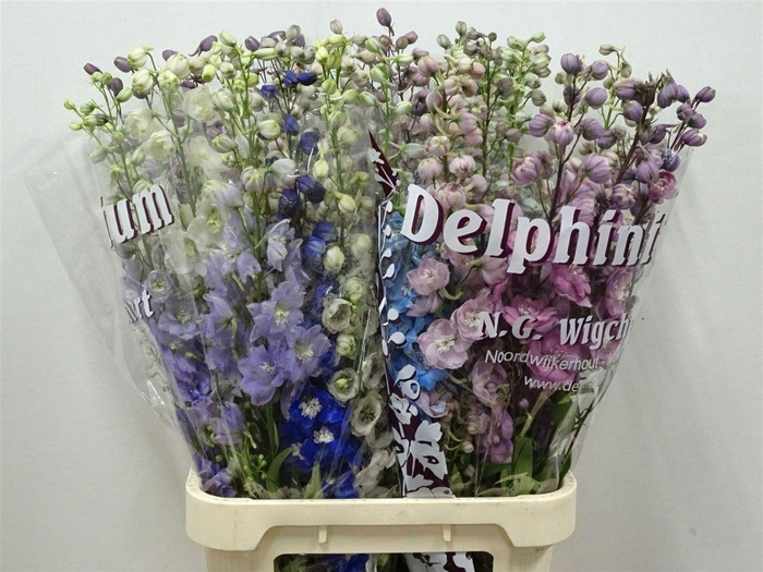 <h4>Delph El Du Mixed P Bunch</h4>