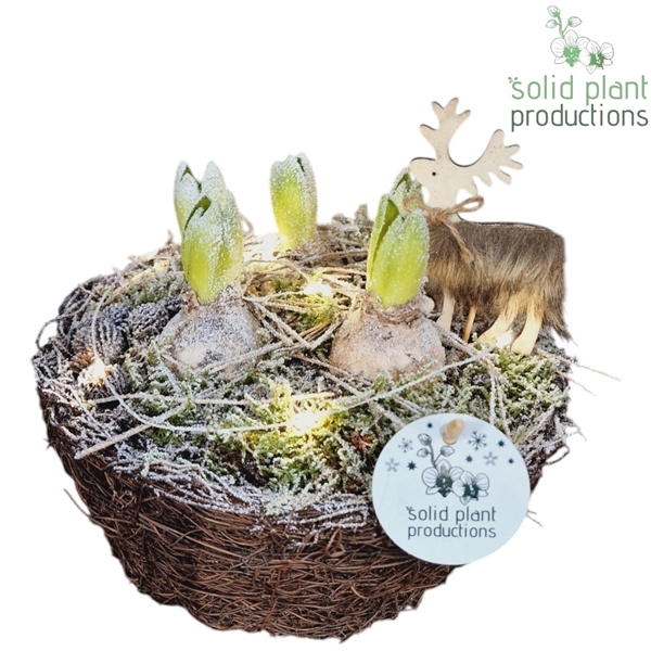 <h4>Arrangementen Bol/knolgewas H%</h4>