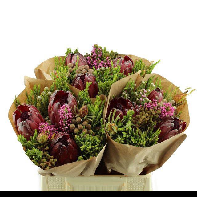 <h4>KAAPS GROE GEM IN BS</h4>