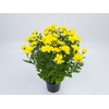 CRISANTEMO P15 AMARELO