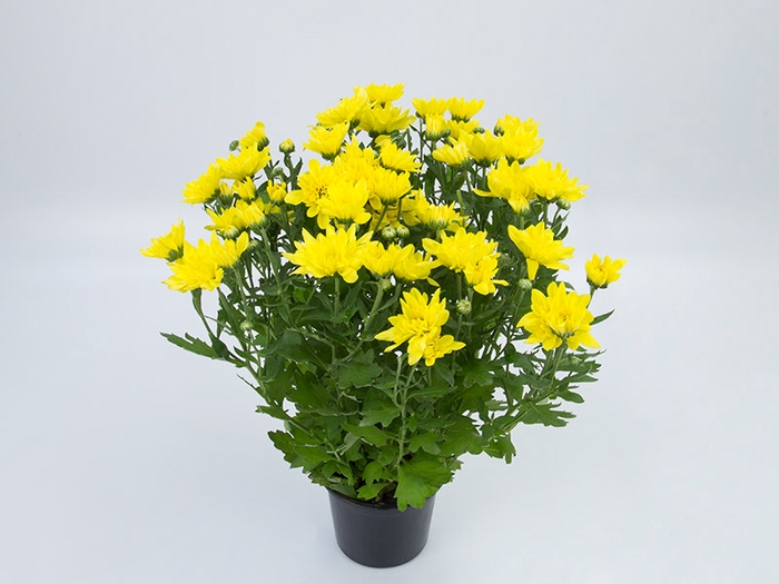 CRISANTEMO P15 AMARELO