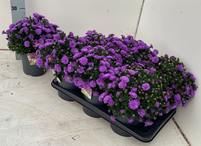 <h4>ASTER D AL D PURP LA</h4>