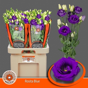 Eus G Rosi Blue