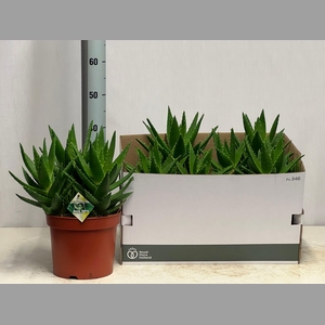 ALOE PERFOLIATA