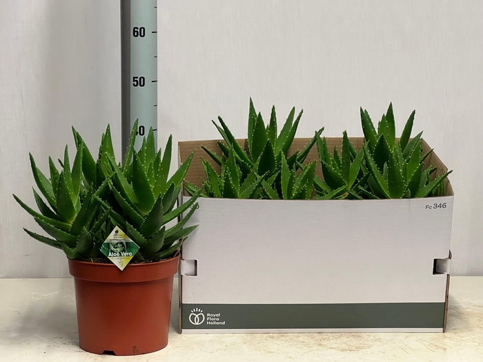 <h4>ALOE PERFOLIATA</h4>