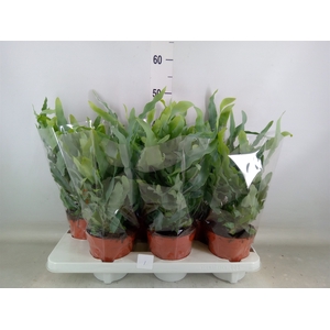 Phlebodium aureum 'Blue Star'