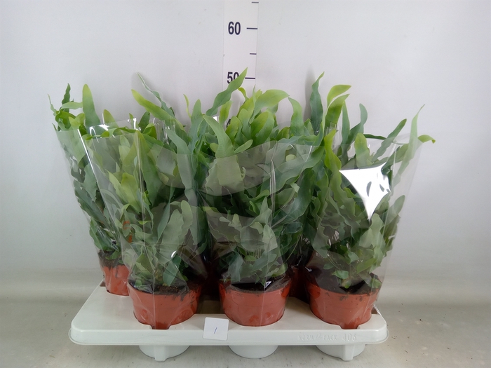<h4>Phlebodium aureum 'Blue Star'</h4>