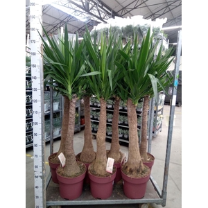 Yucca elephantipes   ...