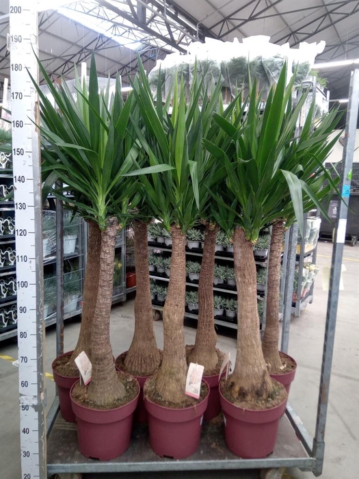 <h4>Yucca elephantipes   ...</h4>