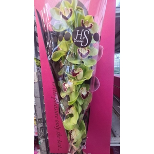 CYMB T MOKORUA 50 CM