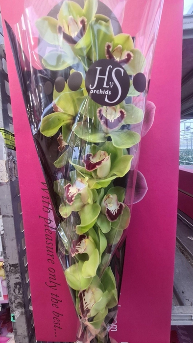 <h4>CYMB T MOKORUA 50 CM</h4>