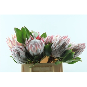 Protea Cynaroides