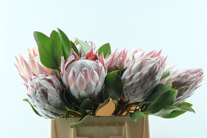 <h4>Protea Cynaroides</h4>
