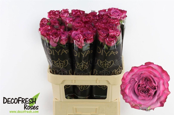 <h4>R Gr Garcia</h4>