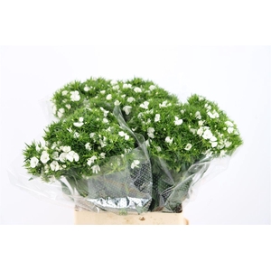 Di Barb Breanthus Hera Wite