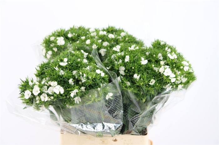 <h4>Di Barb Breanthus Hera Wite</h4>