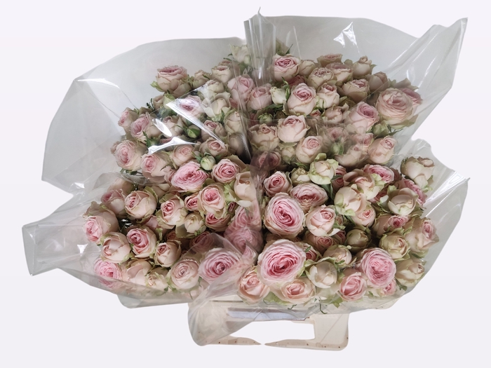 <h4>R TR SWEET GISELLE!</h4>