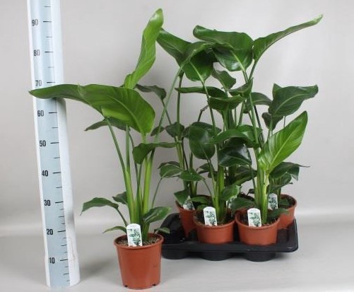 <h4>STRELITZIA NICOLAI</h4>