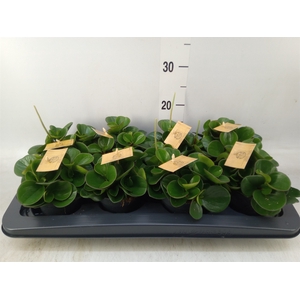 Peperomia obt. 'Obtipan'
