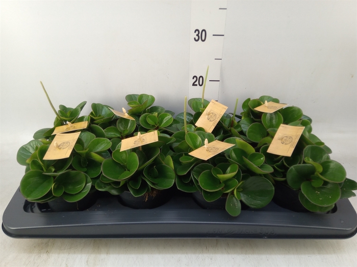 <h4>Peperomia obt. 'Obtipan'</h4>