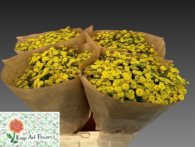 <h4>TANA PA AMAZONE</h4>