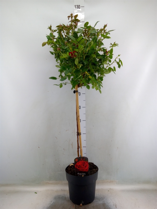 <h4>Rosa ST  ...</h4>