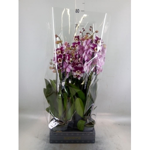 Phalaenopsis  'Ant Barcelona'