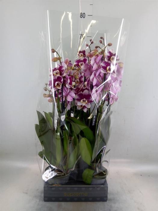 <h4>Phalaenopsis  'Ant Barcelona'</h4>