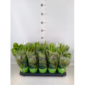 Maranta leuc. 'Fiesta'