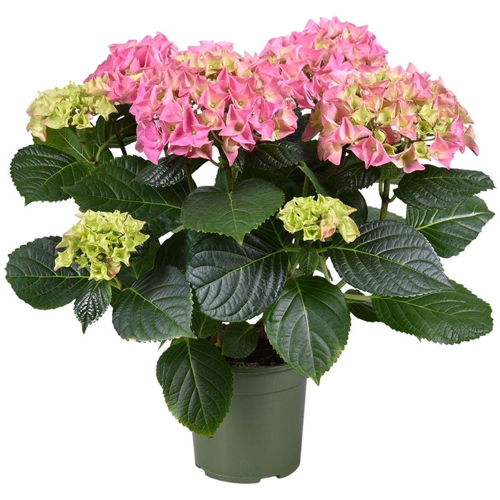 <h4>Hydrangea ROZE</h4>