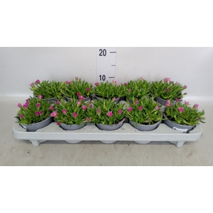 Delosperma coop. 'Lido Pink'