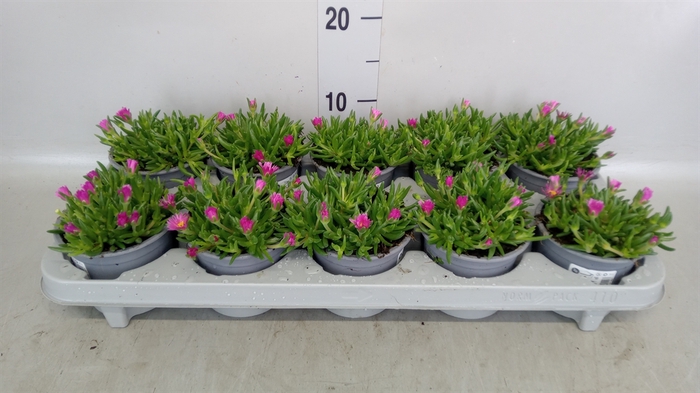 <h4>Delosperma coop. 'Lido Pink'</h4>