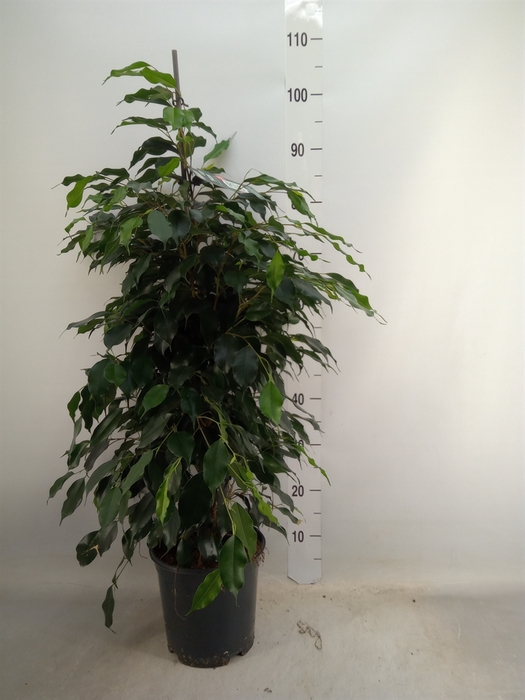 <h4>Ficus benja. 'Danielle'</h4>