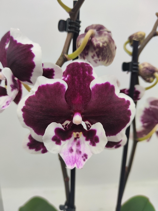 <h4>Limited 62 week 2</h4>